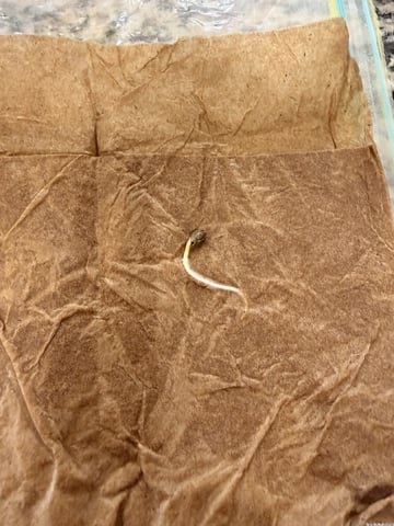 Gorilla Runtz — germination, day 2