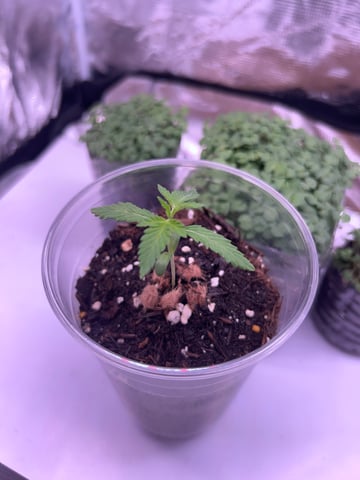 PeanutButter Cookies — seedling_rooting, day 14