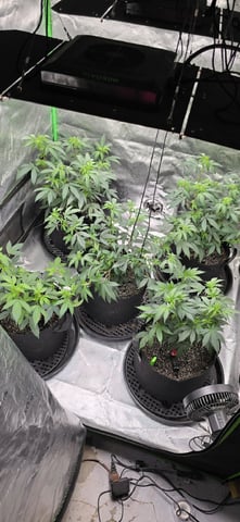 SGC And GWS Clones — flower, day 5