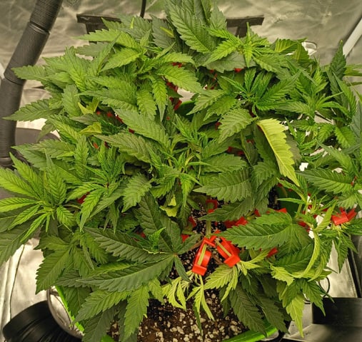 FastBuds Photo-Lemon Mandarin  — vegetative, day 60