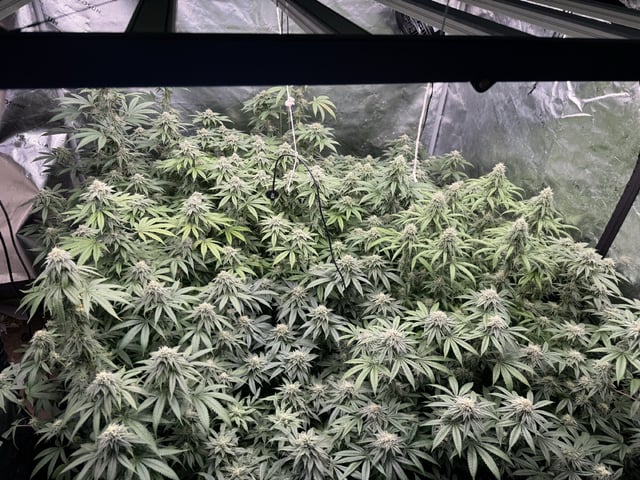 7 Strains 14 Plants  — flower, day 128