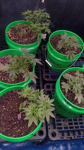 Third Grow — vegetative, day 44