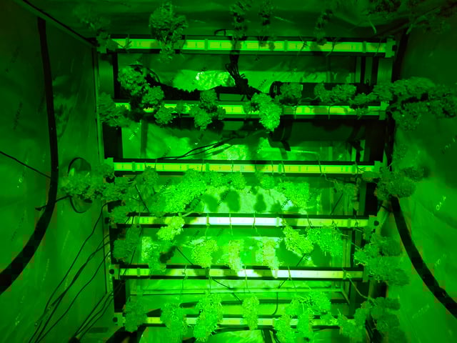 Do Si Dos -Cookies — flower, day 140