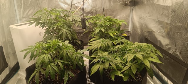 First Time Growing  — vegetative, day 29