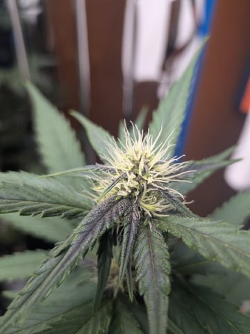 Mendo Frost / Gorilla Cookie / Banana Purple Punch  — flower, day 46