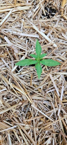 girl scout cookies (auto) — vegetative, day 15