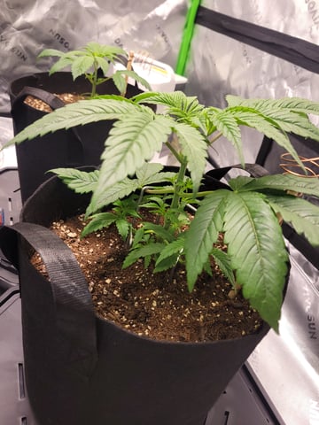 oreo blizzard — vegetative, day 3