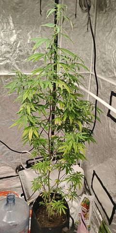 two clones and sour diesel  — flower, day 41