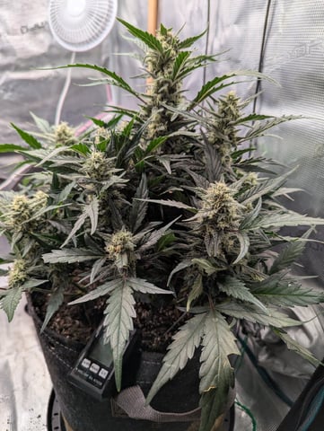 2025 EOY Grow — flower, day 64