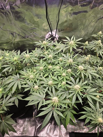 Dirty Bird - Thousand Island Fem & Platinum Kush Breath Remix x Grape Cakehead Fem Photo  — flower, day 74