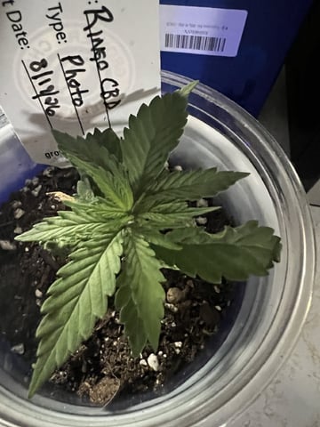 Inside Mother Plants — vegetative, day 30