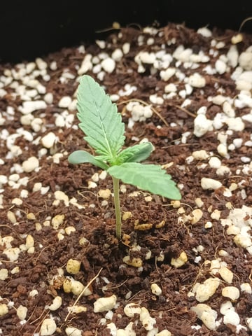 Last girls got kicked. — seedling_rooting, day 6