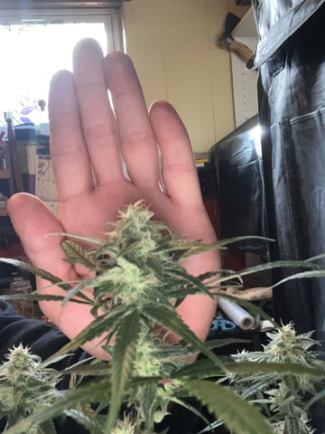 Banana  — harvest, day 70