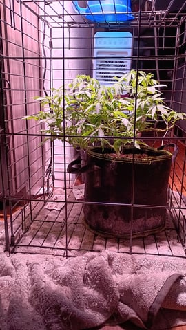 FKAFL — vegetative, day 59