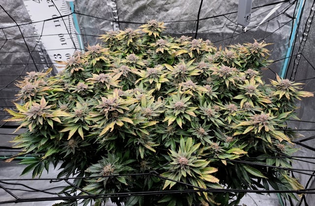 Blackberry Kush — flower, day 127