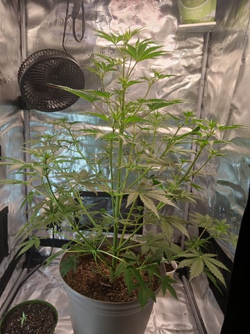 black gorilla feminized  — flower, day 6
