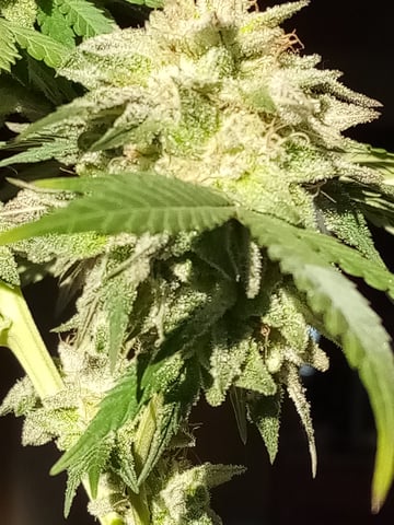 Unkown1  — flower, day 1