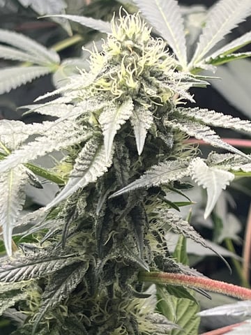 The Bling  — flower, day 107