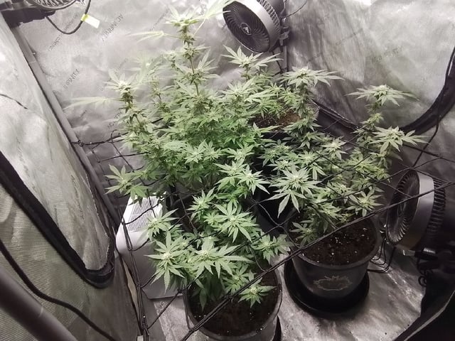 grow 1 — flower, day 94