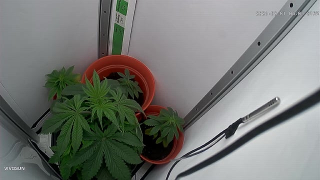 Blue Dream