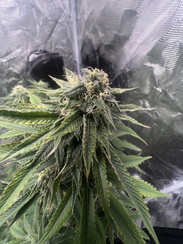 New LADIEZZ — flower, day 108