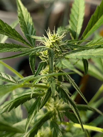 My First Grow 🪴 April '26 — flower, day 60