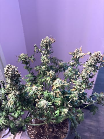 first grow in new 2x2 — flower, day 99