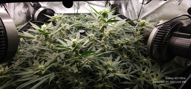 Found my Females... Game On! — flower, day 159