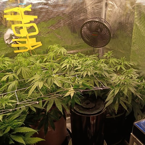 TentPlantLightFan — flower, day 74