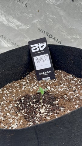 Good Genetix Vs. Fast Budz  — auto, day 1