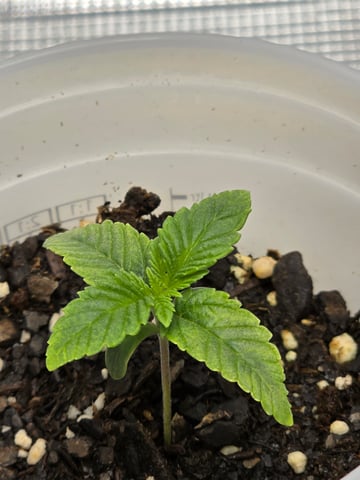 Northern lights #10 (Alaska) — seedling_rooting, day 6