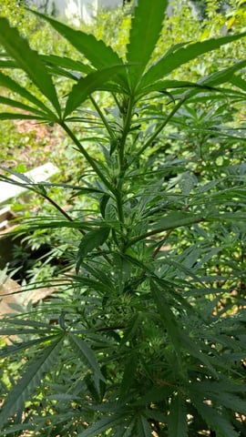 Here We Go Again 😎, This Should Be Good. 🤞👁️👁🤞 — vegetative, day 86