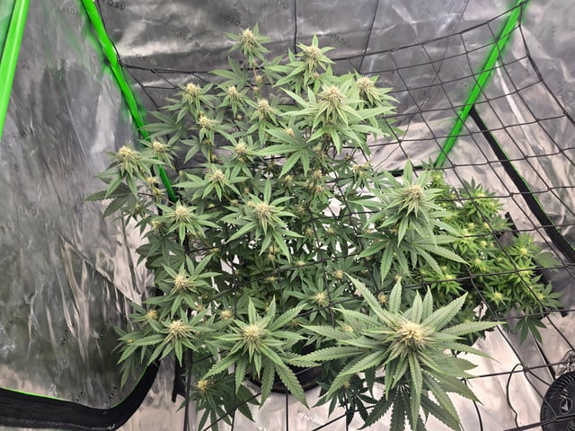 2nd grow round 2 — flower, day 70