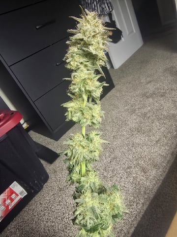 1st Grow 4x4 — flower, day 63