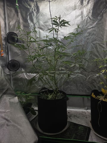 new start — flower, day 111