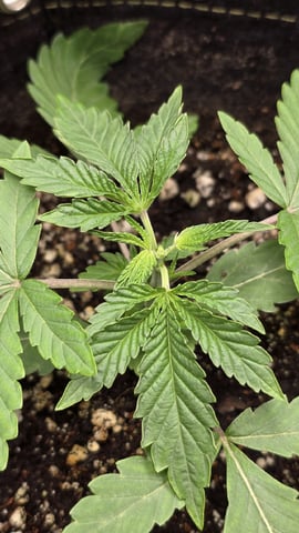 Blueberry Swirl — vegetative, day 15