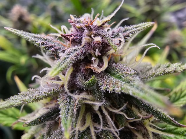 strawberry soda — flower, day 60