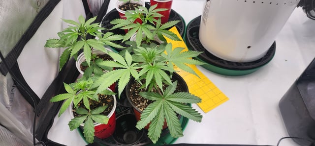 First clones (Dr nefario)  — vegetative, day 7