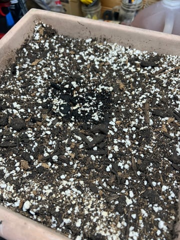 White Widow Twins — germination, day 5