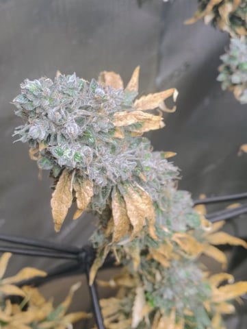 Athena Run  — flower, day 112