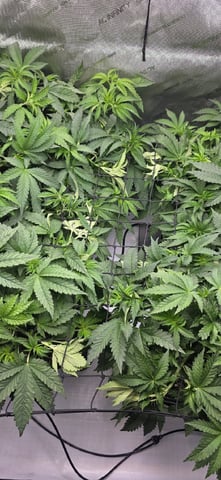 Maple Nectar  — vegetative, day 39