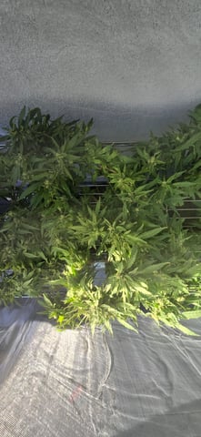 Mystery Weed Plant — harvest, day 181