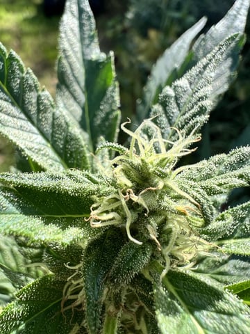 Banjo (Adam’s Plant)