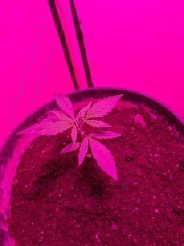 Banana  — vegetative, day 27