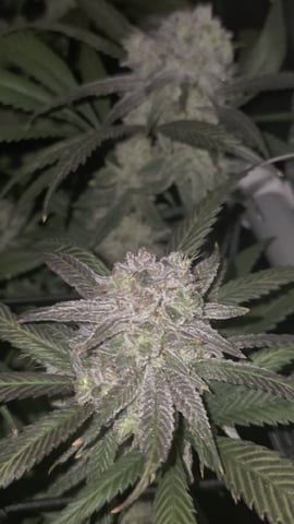 Strawberry Sugar 