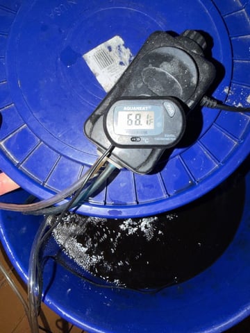 Indoor Grow  — vegetative, day 140