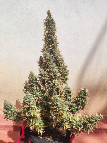 🍁Segunda Hornada — auto, day 14