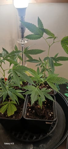  CUTTINGS  — vegetative, day 47