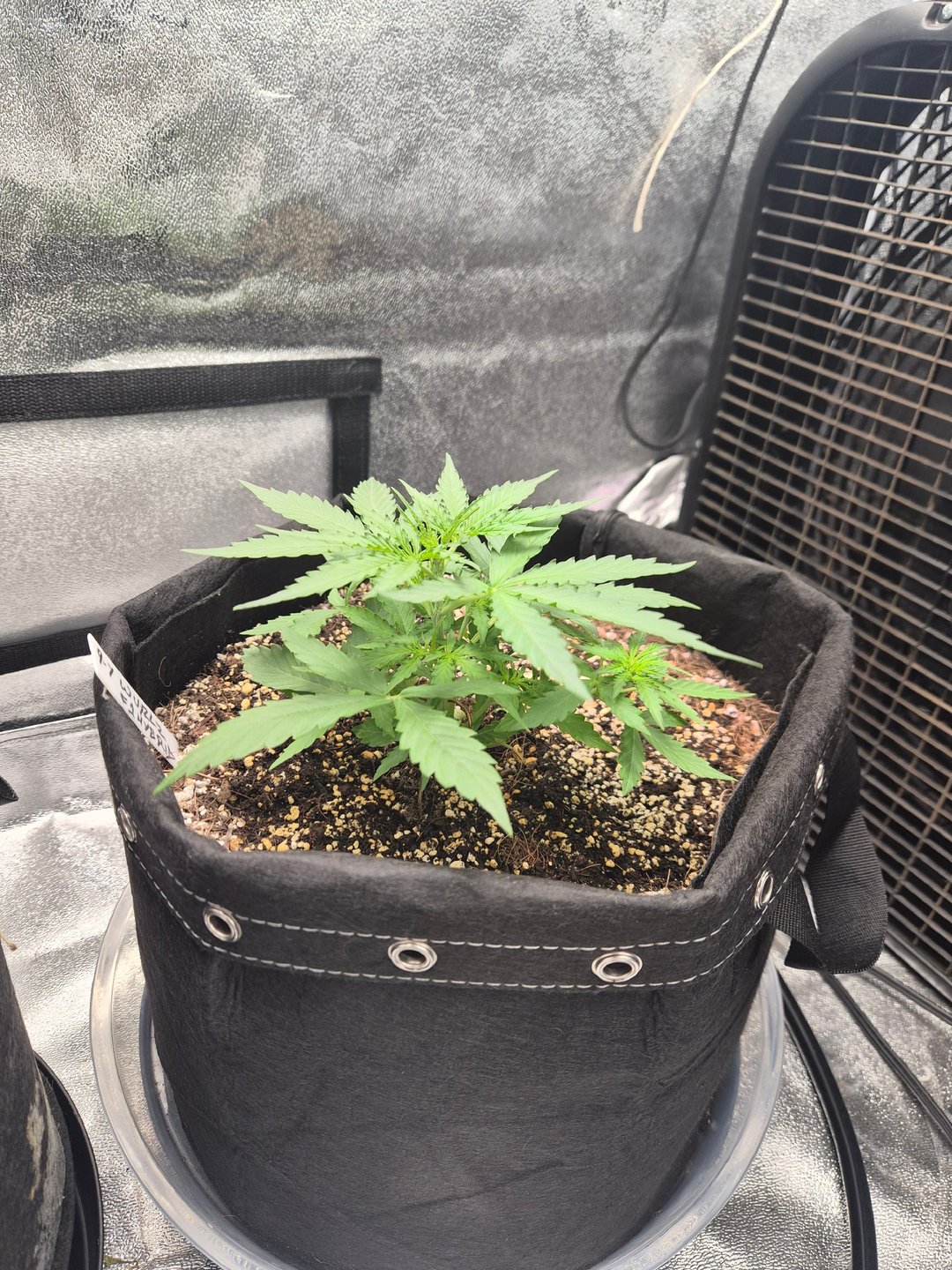 Wurlz F1 Hybrid 