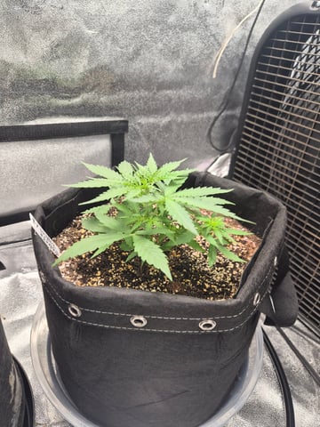 Wurlz F1 Hybrid  — grow_setup, day 1